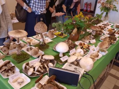 Letos rostou aneb výstava hub v Muzeu východních Čech